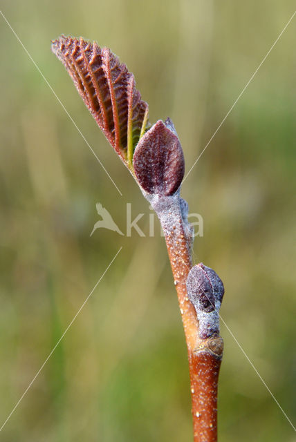 black alder (Alnus glutinosa)