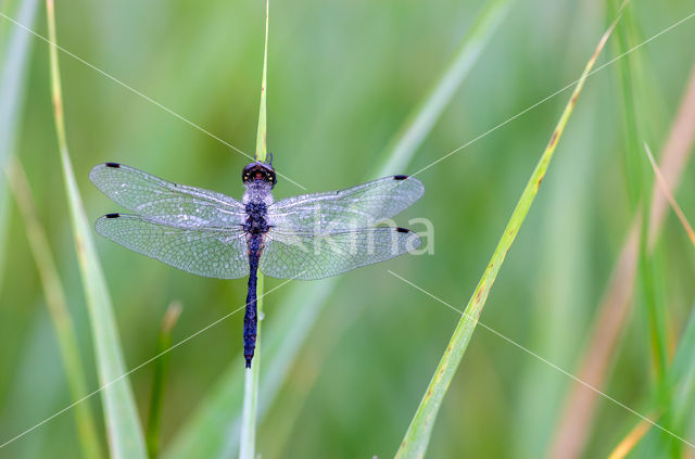 Black Darter (Sympetrum danae)