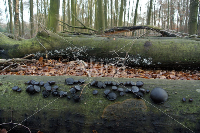 Black jelly drops (Bulgaria inquinans)