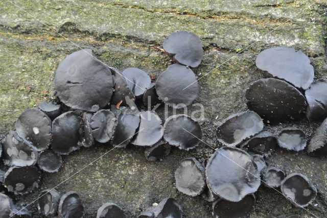 Black jelly drops (Bulgaria inquinans)