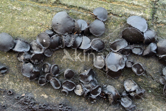 Black jelly drops (Bulgaria inquinans)