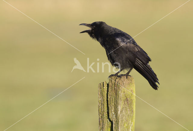 Zwarte Kraai (Corvus corone)