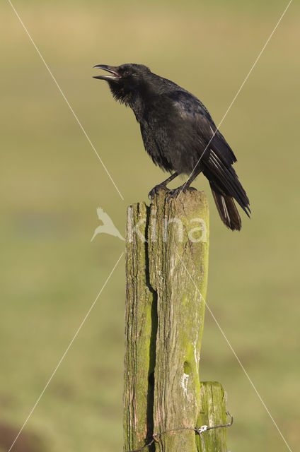 Zwarte Kraai (Corvus corone)