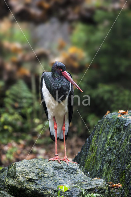 Zwarte Ooievaar (Ciconia nigra)