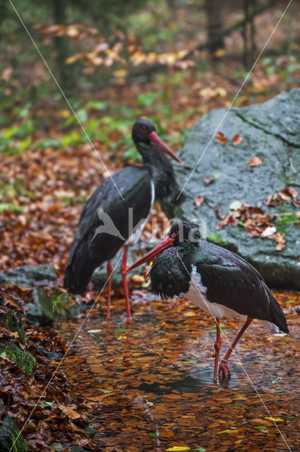 Zwarte Ooievaar (Ciconia nigra)