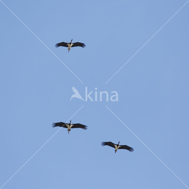 Black Stork (Ciconia nigra)