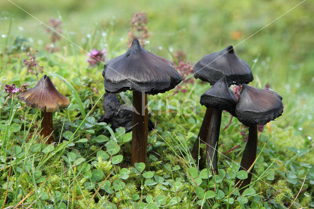 Zwartwordende wasplaat (Hygrocybe conica)