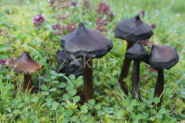 Zwartwordende wasplaat (Hygrocybe conica)