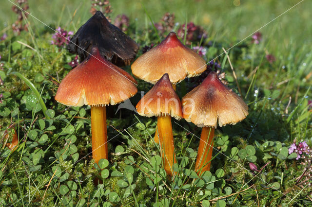 Blackening Waxcap (Hygrocybe conica)