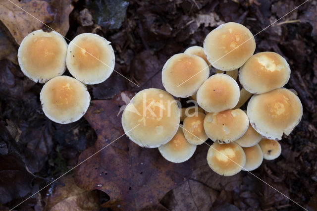 Zwavelzwam (Laetiporus sulphureus)