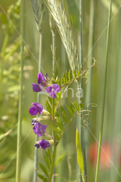 Aardaker (Lathyrus tuberosus)