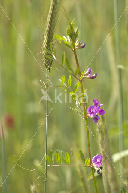 Aardaker (Lathyrus tuberosus)