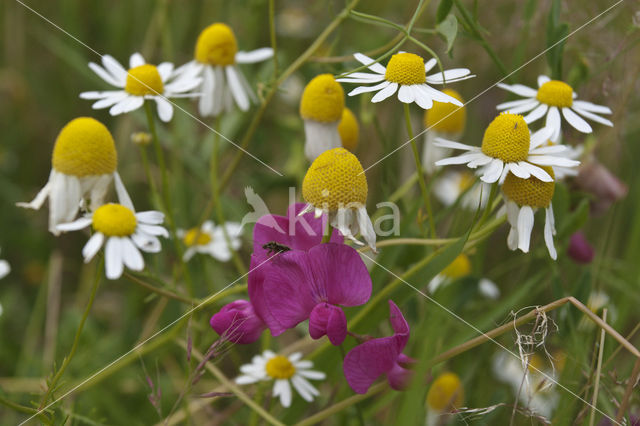 Aardaker (Lathyrus tuberosus)