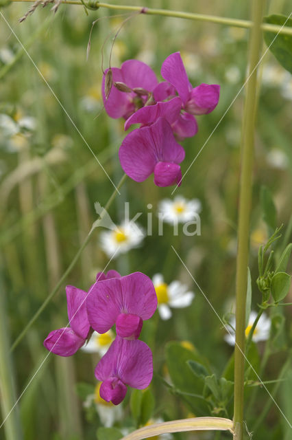 Tuberous Pea (Lathyrus tuberosus)