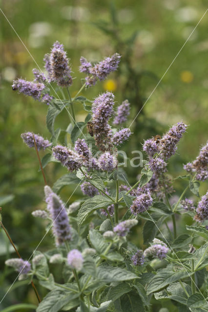 Aarmunt (Mentha spicata)