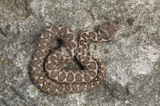 long-nosed viper (Vipera ammodytes)