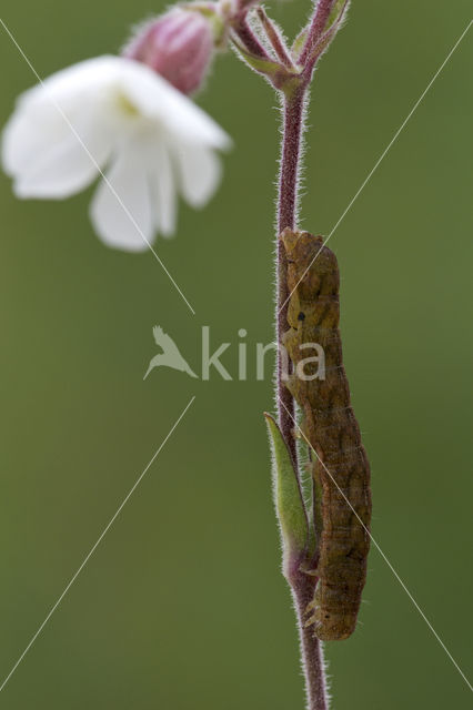 Agaatvlinder (Phlogophora meticulosa)