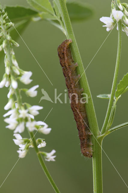 Agaatvlinder (Phlogophora meticulosa)