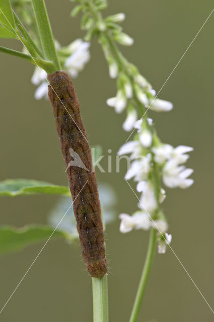 Agaatvlinder (Phlogophora meticulosa)