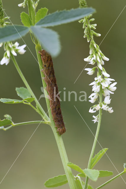 Agaatvlinder (Phlogophora meticulosa)