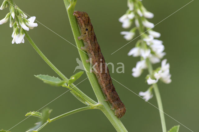 Agaatvlinder (Phlogophora meticulosa)