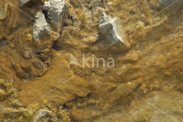 algae