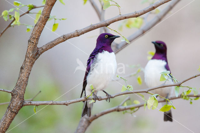 Amethistspreeuw (Cinnyricinclus leucogaster)