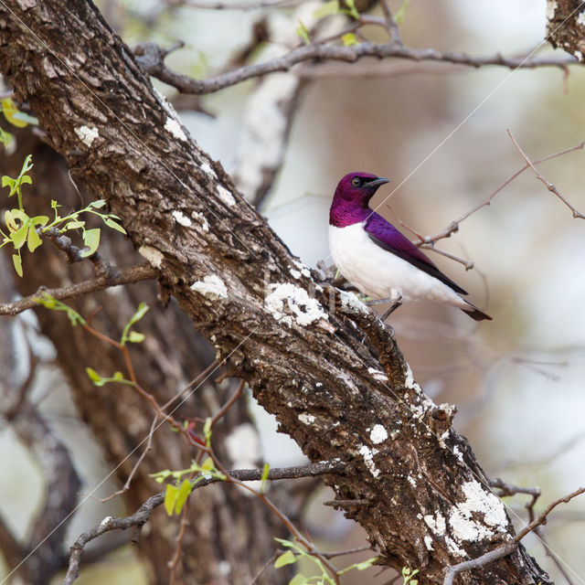 Violet-backed Starling (Cinnyricinclus leucogaster)