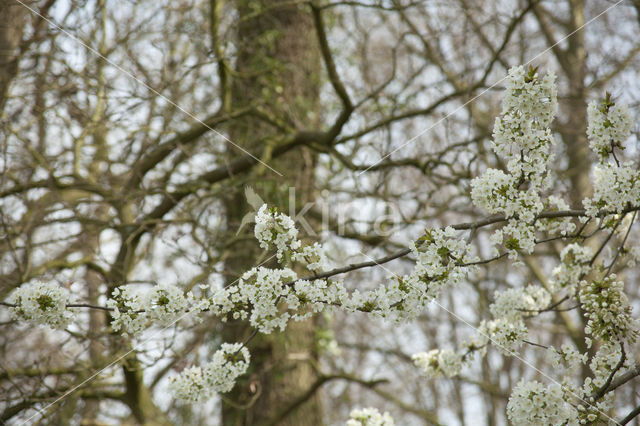 Appel (Malus domesticus)