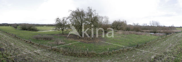 Apple tree (Malus)