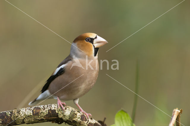 Hawfinch (Coccothraustes coccothraustes)