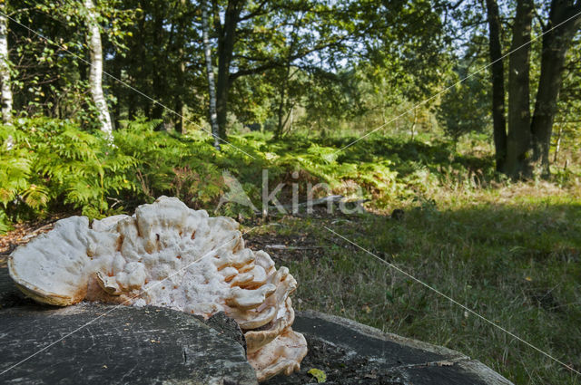 Oligoporus tephroleucus
