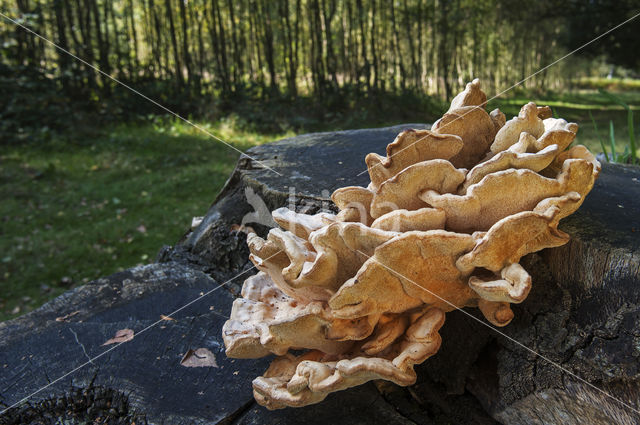 Oligoporus tephroleucus