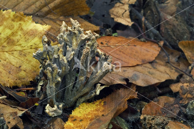 Asgrauwe koraalzwam (Clavulina cinerea)