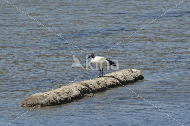 Australische witte ibis (Threskiornis molucca)