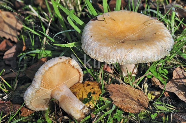 Lactarius torminosus