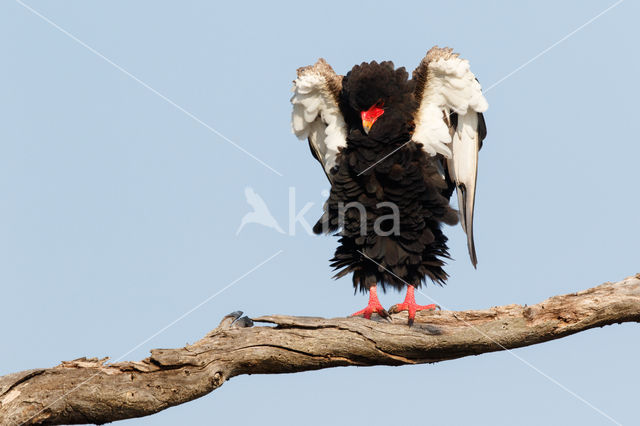 Bateleur