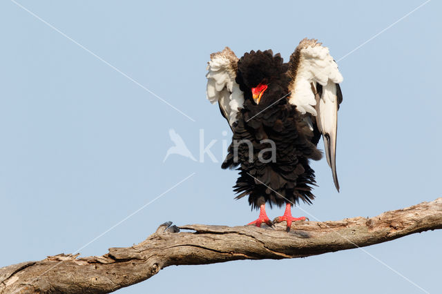 Bateleur (Terathopius ecaudatus)