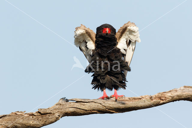 Bateleur (Terathopius ecaudatus)