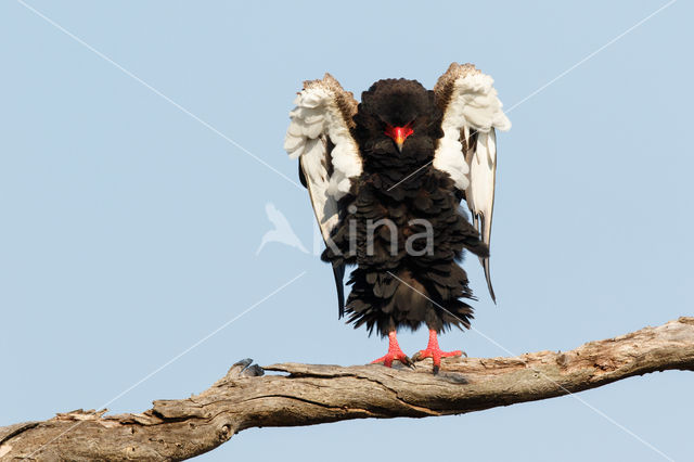 Bateleur (Terathopius ecaudatus)