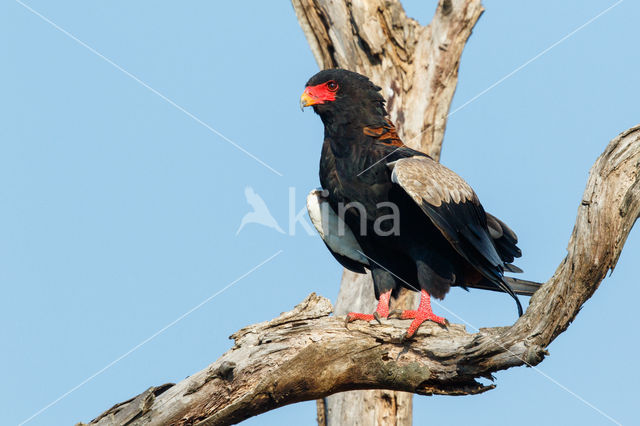 Bateleur