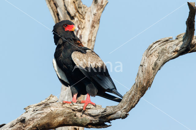 Bateleur