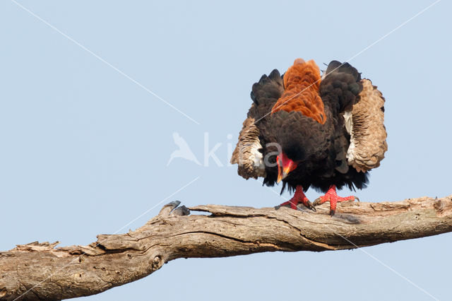 Bateleur