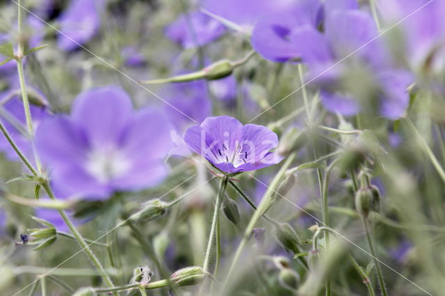 Beemdooievaarsbek (Geranium pratense)