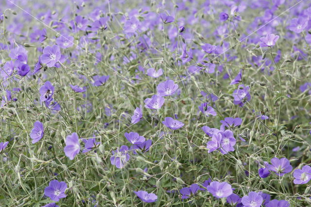 Beemdooievaarsbek (Geranium pratense)