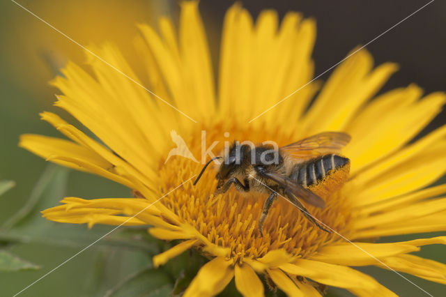 leaf-cutter bee (Megachile sp.)