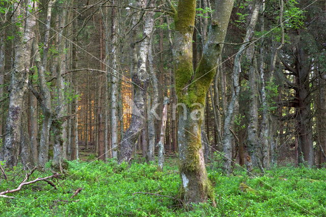 Berk (Betula)