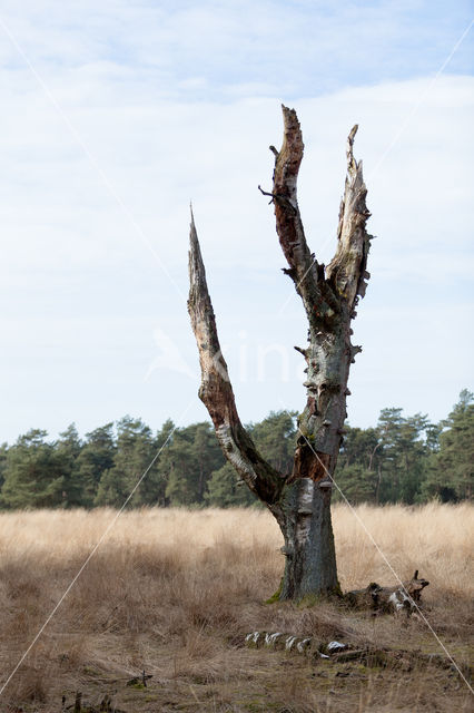 Birch (Betula)