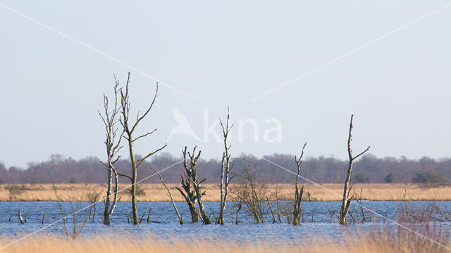 Berk (Betula)