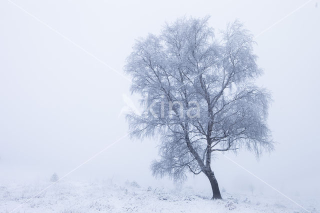 Birch (Betula)